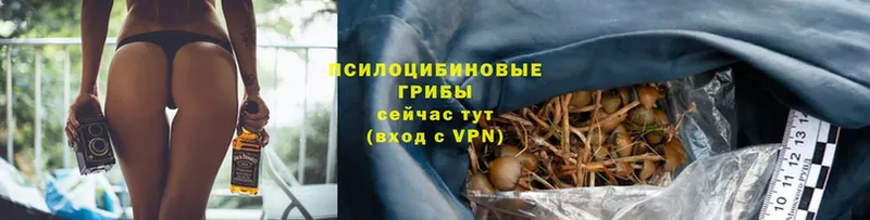 наркотики  Егорьевск  Псилоцибиновые грибы Psilocybe 